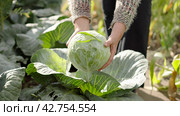Farmer harvests a fresh crop of cabbage on garden bed farm. Farmer picking cabbage. Close-up of female hands. Стоковое видео, видеограф EStarodubov / Фотобанк Лори