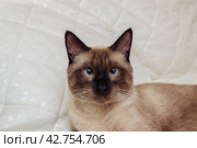 Close-up portrait of a brown Siamese cat with blue eyes on a white background, pet care concept, breed selection, treatment and veterinary care, greeting card with empty space for text. Стоковое фото, фотограф Ирина Компаниец / Фотобанк Лори