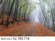 Fog light in the autumn forest (2020 год). Стоковое фото, фотограф Яна Королёва / Фотобанк Лори