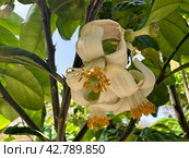 Flowering pomelo tree (lat.- Citrus maxima) Стоковое фото, фотограф Irina Opachevsky / Фотобанк Лори