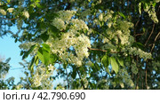Prunus padus, bird cherry, hackberry, hagberry, or Mayday tree is a flowering plant. It is a species of cherry, a deciduous small tree or large shrub. Spring in Warsaw, branches sway in the wind. Стоковое видео, видеограф Юлия Петровская / Фотобанк Лори