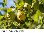 Pear fruits affected by apple scab Venturia inaequalis. Problems with the garden. Стоковое фото, фотограф Ольга Сейфутдинова / Фотобанк Лори