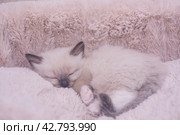 Маленький красивый котенок породы Рэгдолл отдыхает дома на диване. A beautiful little Ragdoll kitten is resting at home on the couch. Стоковое фото, фотограф Мария / Фотобанк Лори