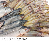 Европейская корюшка, или снеток (лат. Osmerus eperlanus) и горбуша (лат. Oncorhynchus gorbuscha) Стоковое фото, фотограф Сергей Елизарьев / Фотобанк Лори