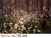 Необычные белые пушистые цветы Пушица растут в лесу на болоте. Лето. Unusual white fluffy Fluffy flowers grow in the forest in the swamp. Summer. Стоковое фото, фотограф Мария / Фотобанк Лори