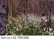 Необычные белые пушистые цветы Пушица растут в лесу на болоте. Лето. Unusual white fluffy Fluffy flowers grow in the forest in the swamp. Summer. Стоковое фото, фотограф Мария / Фотобанк Лори