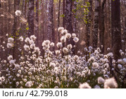 Необычные белые пушистые цветы Пушица растут в лесу на болоте. Лето. Unusual white fluffy Fluffy flowers grow in the forest in the swamp. Summer. Стоковое фото, фотограф Мария / Фотобанк Лори