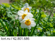 Белые нарциссы (narcissus) Стоковое фото, фотограф Александр Щепин / Фотобанк Лори