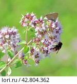Volucella inanis - bee fly on the flowering oregano. Стоковое фото, фотограф Володина Ольга / Фотобанк Лори