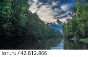 A calm river in a protected rain forest. Impenetrable thickets of tropical trees on the banks. Clouds in the blue sky. Glare, reflection on the water. Malaysia. Borneo. Kinabatangan River. Стоковое фото, фотограф Вера Ивановна Кубарева / Фотобанк Лори