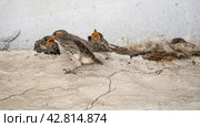 Two gray flycatcher chicks sit near the nest, open their beaks and ask for food. The third cub is clinging to the concrete wall, the fourth one is sitting in the nest. Стоковое фото, фотограф Бузмакова Светлана / Фотобанк Лори