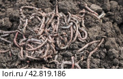 Earthworms in fertilized soil on a farm close-up. Worm for fishing. Loosening the soil by animals for agriculture. Video 4K. Стоковое видео, видеограф Дмитрий Кобзев / Фотобанк Лори