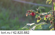 Raspberry bush with ripe berries, hands picking fruits from branch on summer evening, backlighting. Стоковое видео, видеограф Владимир Григорьев / Фотобанк Лори