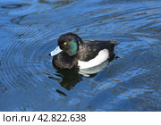 Tufted duck (or tufted pochard) (Aythya fuligula), small diving duck. Стоковое фото, фотограф Валерия Попова / Фотобанк Лори