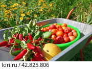 Wheelbarrow with tomatoes, peppers and melon grown in the garden. Стоковое фото, фотограф Володина Ольга / Фотобанк Лори