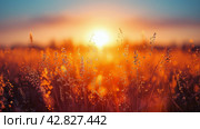 Sun Setting Over Tall Grass Field. Стоковое AI-изображение, AI-художник Юлия Гапеенко / Фотобанк Лори