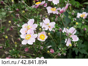 Декоративное садовое растение ветреница гибридная (Eriocapitella hybrida) Стоковое фото, фотограф Елена Орлова / Фотобанк Лори