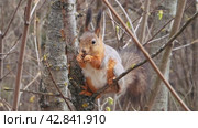 A little squirrel sits on a branch in spring and eats a nut. Close-up shooting. Стоковое видео, видеограф Ярославский Максим / Фотобанк Лори
