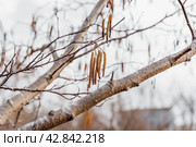 Young fresh Alnus glutinosa catkins on a tree background. Стоковое фото, фотограф Татьяна Терехина / Фотобанк Лори