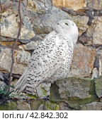 Snowy owl (Bubo scandiacus) on rock on spring day. Стоковое фото, фотограф Валерия Попова / Фотобанк Лори