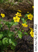 Западная Сибирь, цветущая калужница болотная (Caltha palustris) на песчаной почве. Western Siberia, blooming marsh-marigold (Caltha palustris) on sandy soil. Стоковое фото, фотограф Евгений Романов / Фотобанк Лори