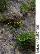 Западная Сибирь, цветущая калужница болотная (Caltha palustris) на песчаной почве. Western Siberia, blooming marsh-marigold (Caltha palustris) on sandy soil. Стоковое фото, фотограф Евгений Романов / Фотобанк Лори