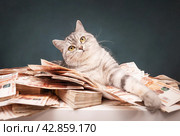 Серая британская кошка находится среди большого количества денег, концепция бизнес. Стоковое фото, фотограф Останина Екатерина / Фотобанк Лори