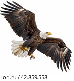 Majestic Bald Eagle in Flight. Стоковое AI-изображение, AI-художник Кирилл Черезов / Фотобанк Лори