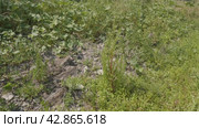 Южный Урал, цветущий кипрей мелкоцветковый (Epilobium parviflorum) у воды. Southern Urals, flowering hoary willowherb (Epilobium parviflorum) near the water. Стоковое видео, видеограф Евгений Романов / Фотобанк Лори