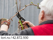 Spring work in the garden. The gardener's hand with a pruner. Pruning raspberry and blackberry bushes with pruning shears. Cottage and vegetable garden, gardening, bush care. Стоковое фото, фотограф Photojuli / Фотобанк Лори
