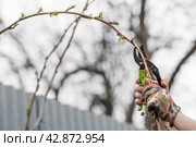 Spring work in the garden. The gardener's hand with a pruner. Pruning raspberry and blackberry bushes with pruning shears. Cottage and vegetable garden, gardening, bush care. Стоковое фото, фотограф Photojuli / Фотобанк Лори