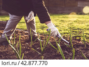 Woman works in a garden on a bed. Gardener loosens the ground, grows green onions. Стоковое фото, фотограф Валерий Леонидович / Фотобанк Лори