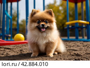 Fluffy puppy of Small German Pomeranian on dog playground, sitting, looking away. White funny playful doggy German Spitz dog playing on walk in nature, outdoors. Pet love concept. Copy ad text space. Стоковое AI-изображение, AI-художник Aleksandr Golubev / Фотобанк Лори