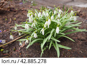 Galanthus, or snowdrop, is a small genus of bulbous perennial herbaceous plants in the family Amaryllidaceae. The plants have two linear leaves and a single small white drooping bell-shaped flower. Стоковое фото, фотограф Юлия Петровская / Фотобанк Лори