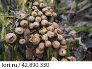 Bovista is a genus of fungi commonly known as the true puffballs, order Lycoperdales, The species of Bovista are now placed in the family Agaricaceae of the order Agaricales. Homeopathic preparations. Стоковое фото, фотограф Юлия Петровская / Фотобанк Лори