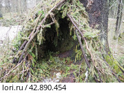 A hut made of spruce branches in the Karelian forest. A hut is the simplest light shelter. It is a structure made using weaving technologies from poles and sticks covered with branches. First shelter. Стоковое фото, фотограф Юлия Петровская / Фотобанк Лори
