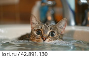 The cat enjoys water procedures: a cozy moment of cleanliness and care. Стоковое AI-изображение, AI-художник Юрий Поздников / Фотобанк Лори