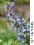 Corydalis solida  flowers, close up. Стоковое фото, фотограф Александр Курлович / Фотобанк Лори
