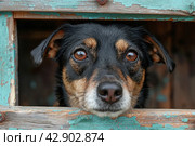 Unhappy dog peeks out of a crack in a wooden booth at a shelter. Стоковое AI-изображение, AI-художник Анна Кривицкая / Фотобанк Лори