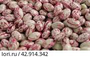 Cranberry beans. Fresh Organic Borlotti bean seeds spinning on turntable. Stylish modern food background. Magenta color. Creative foodstuff video. Grocery dietary backdrop. Advertising, trendy. Border. Стоковое видео, видеограф Марина Демидюк / Фотобанк Лори