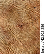 Texture saw cut wood closeup. stump of tree felled. Old round sawed pine log. Section of the trunk with annual rings. Стоковое фото, фотограф Константин Григорьев / Фотобанк Лори