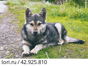 Dog mongrel lying on the grass in front of camera. Стоковое фото, фотограф Александр Прошкин / Фотобанк Лори