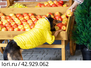 Yellow jacketed dog sniffs natural apples for its carnivorous diet. Стоковое фото, фотограф Аксенова Вера / Фотобанк Лори