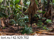 Palm forest of Vallee de Mai, Praslin, Seychelles (2023 год). Стоковое фото, фотограф EugeneSergeev / Фотобанк Лори