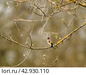 Черноголовый щегол. Стоковое фото, фотограф Natalia Sidorova / Фотобанк Лори