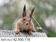 Белка весной. Стоковое фото, фотограф Natalia Sidorova / Фотобанк Лори