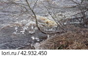 Ice is water in a solid state of aggregation. Ice icicles and stalactites on tree branches near the water. Spring flood. water forms crystals of one crystalline modification - the hexagonal system. Стоковое видео, видеограф Юлия Петровская / Фотобанк Лори
