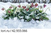 Beautiful flowers blooming in the midst of snow, defying freezing temperatures. Стоковое AI-изображение, AI-художник Юрий Поздников / Фотобанк Лори