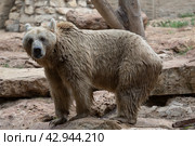 Сирийский бурый медведь (Ursus arctos syriacus) в зоопарке. Стоковое фото, фотограф Наталья Волкова / Фотобанк Лори