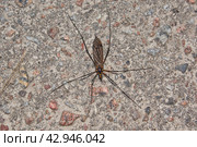 The long-legged mosquito, or caramora (lat. Tipulidae), is a family of two–winged insects from the long-whiskered suborder (Nematocera). Spring. Стоковое фото, фотограф Андрей Жигальцов / Фотобанк Лори